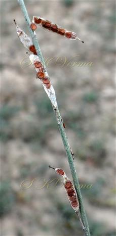  Dehisced Fruits